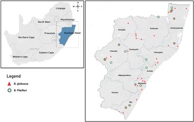 Predicted changes in habitat suitability for human schistosomiasis intermediate host snails for modelled future climatic conditions in KwaZulu-Natal, South Africa